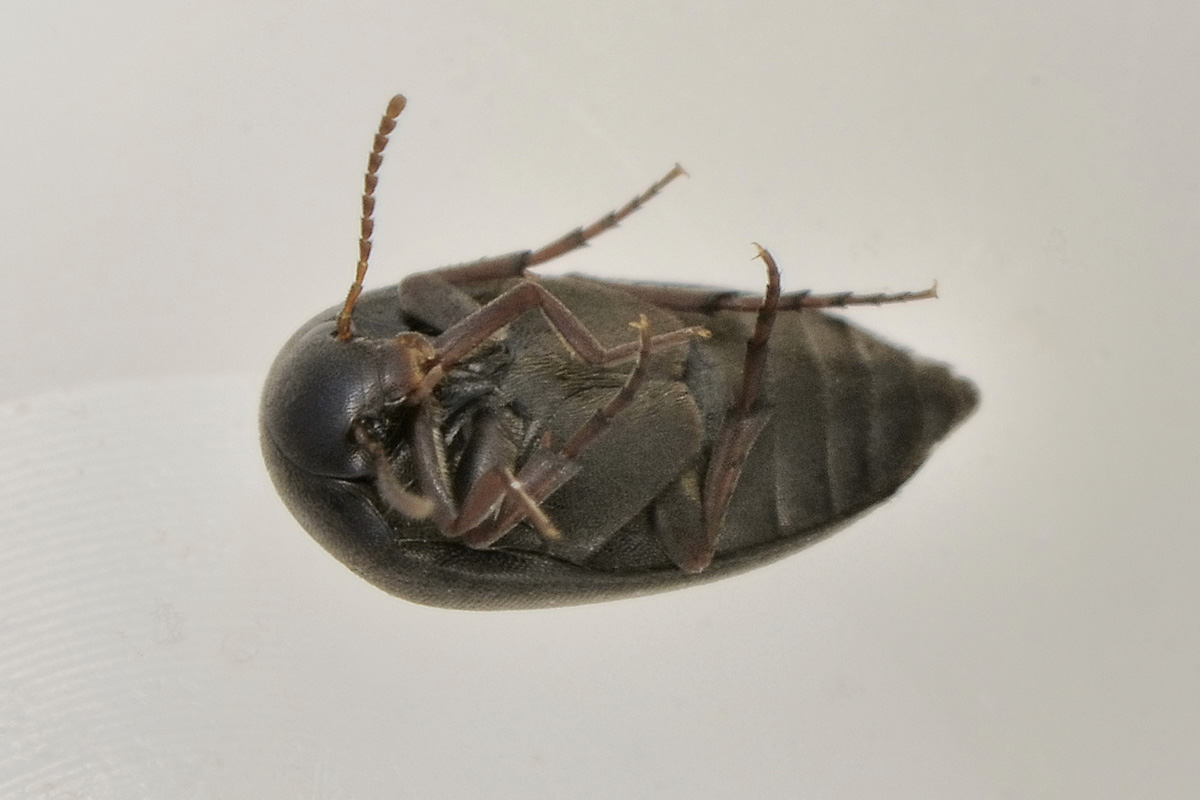 Eucinetus haemorroidalis - Eucinetidae